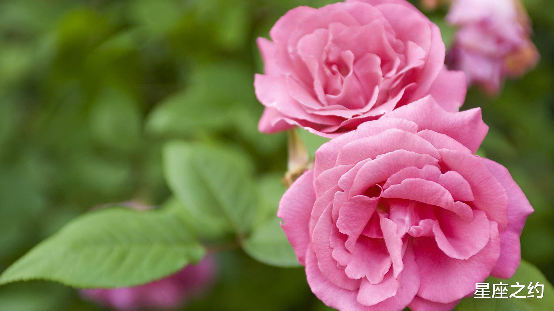 12月17日星座运势 金牛座积极主动 摩羯座善始善终 工作