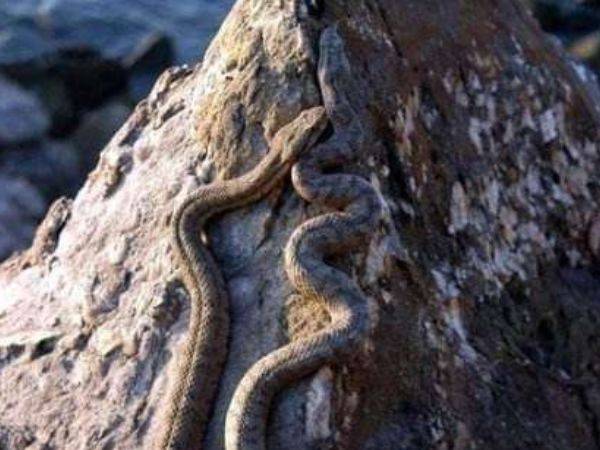千岛湖蛇岛事件恐怖图片