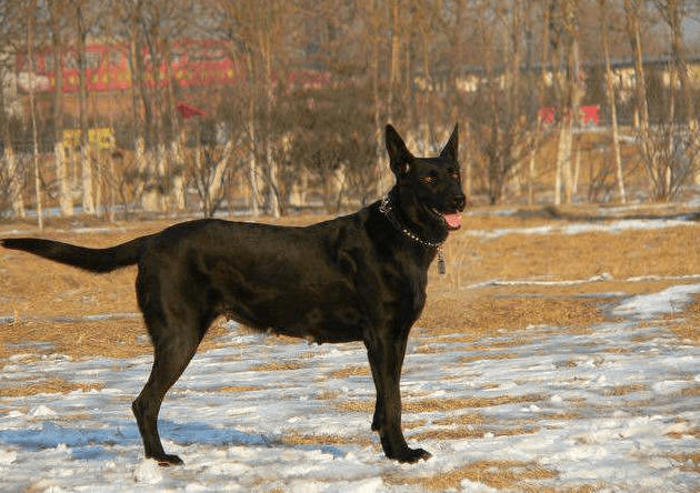 黑狼犬全身烏黑,短毛立耳,集觀賞性,實用性於一身,因為它是由德牧,大