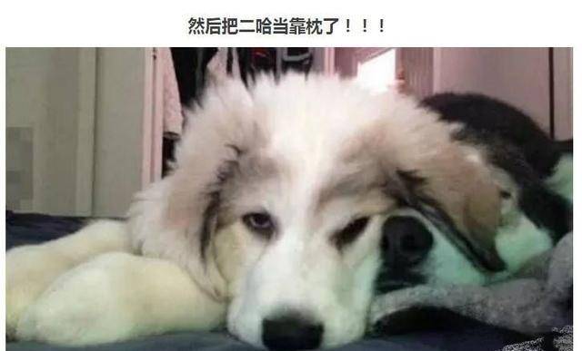 狗为啥会认第二个主人 af9e7de7cffa433c9ae4a2e0029c8411.jpeg