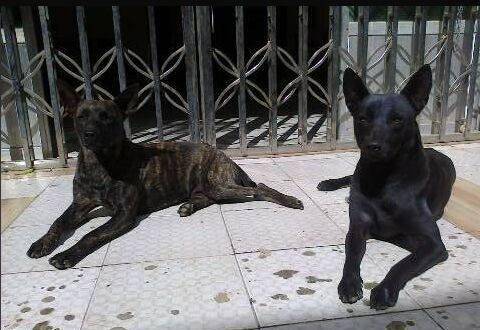 中华名犬 台湾犬 华南