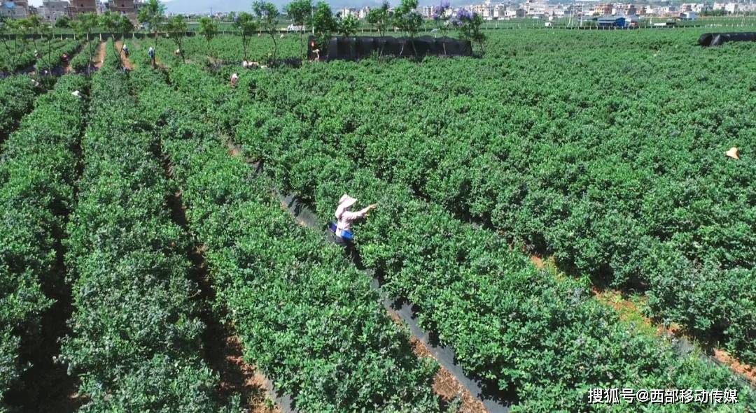 减少农业面源污染,2004年澄江率先引进蓝莓试验种植,经过多年的发展