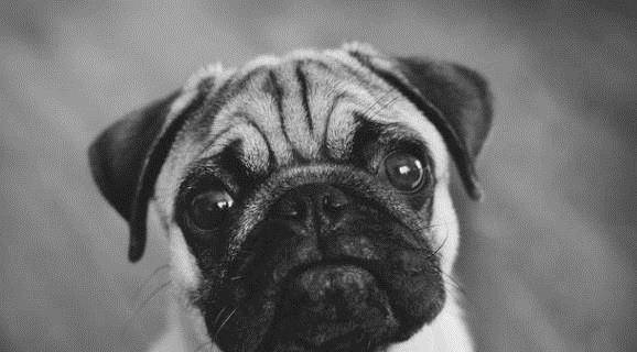 宠物狗的排名_宠物狗价格排名(2)