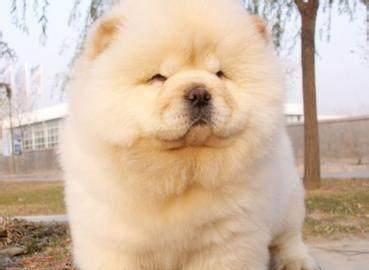 最适合做伴侣的狗狗 松狮简直萌出天际 Chow