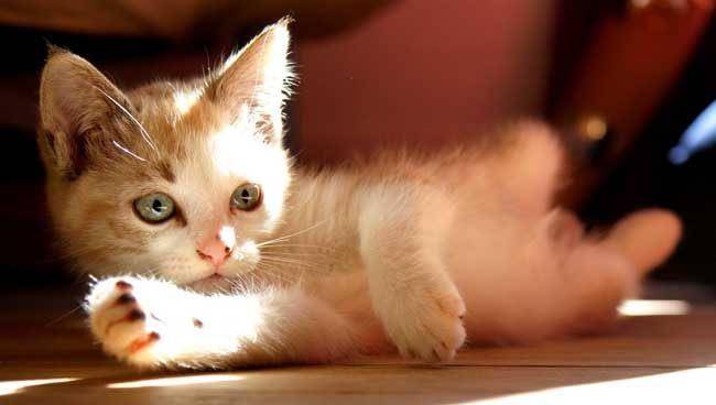 猫爱吃什么鱼肉 a2dfa047f62c4745985e637ca96cd228.jpeg