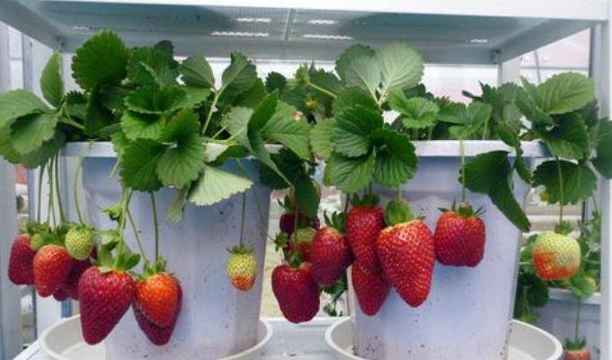 草莓是什么时候生产的 d32f6a509e204c59ad8bfe9089bb2438.jpeg