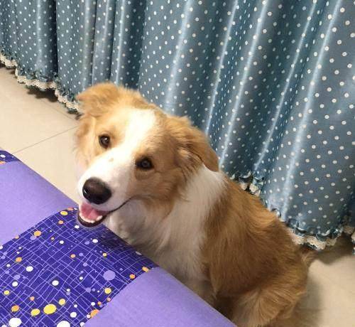 犬种智商排名_中华田园犬智商排名(3)