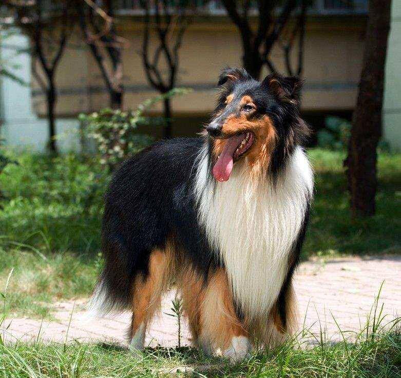 狗厉害排名_什么狗厉害排名第一(2)