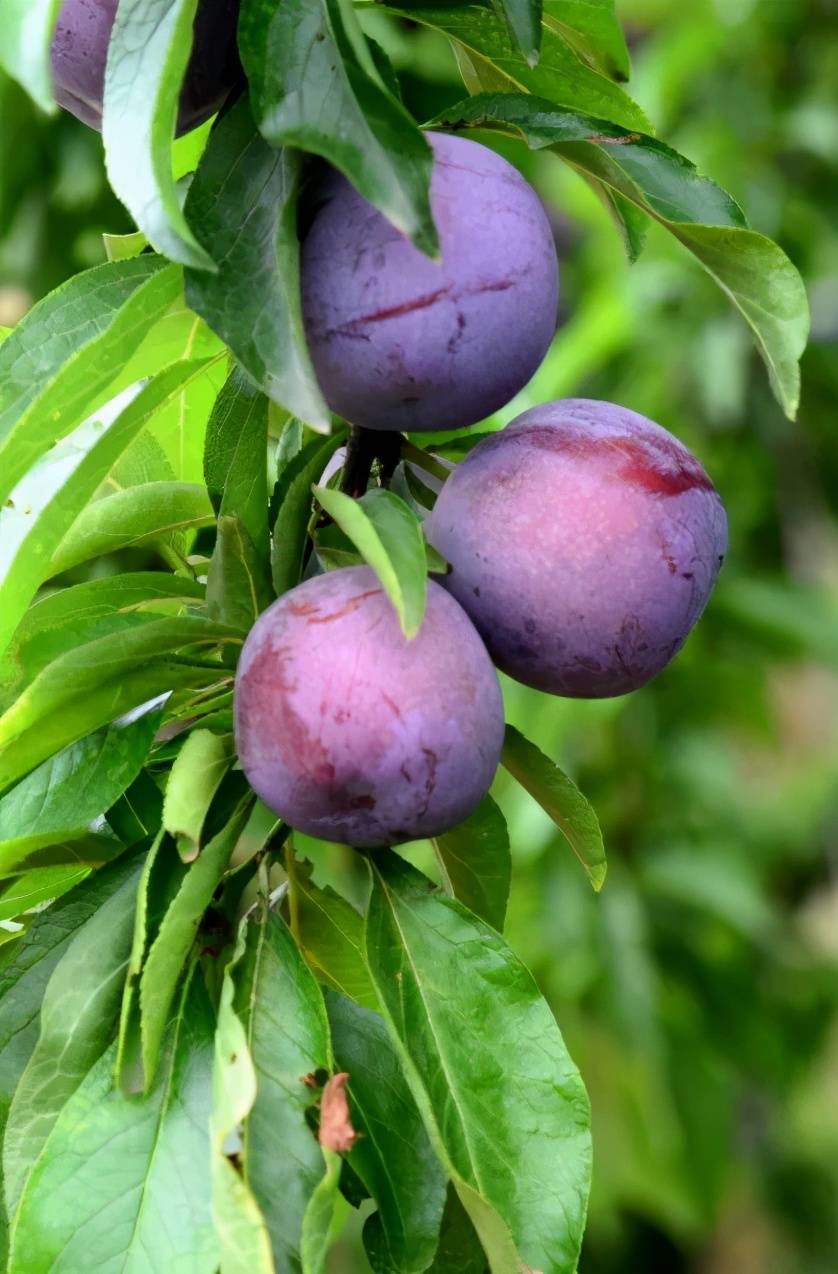 遂宁夏季水果采摘攻略来了_李子红