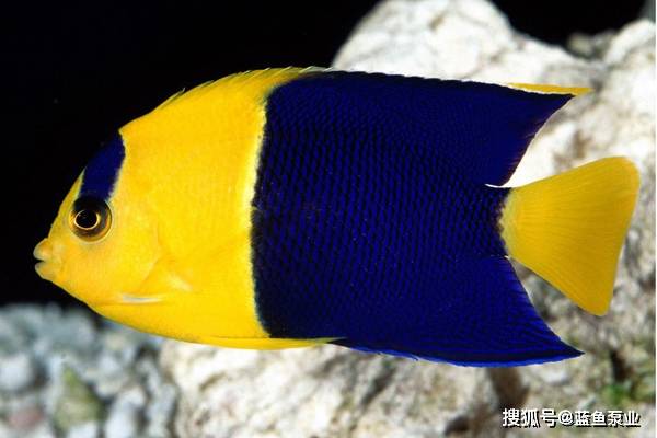 石美人-英文名为bicolor angelfish 学名称其为centropyge bicolor