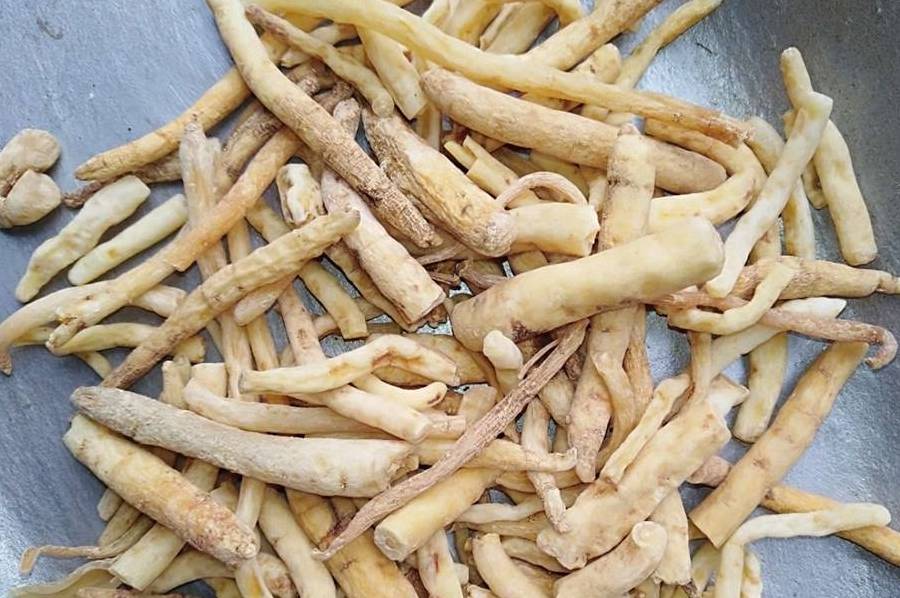 明党参以清肺热,养肺阴为主,与沙参,玉竹等中药一切可润肺养阴,可用于