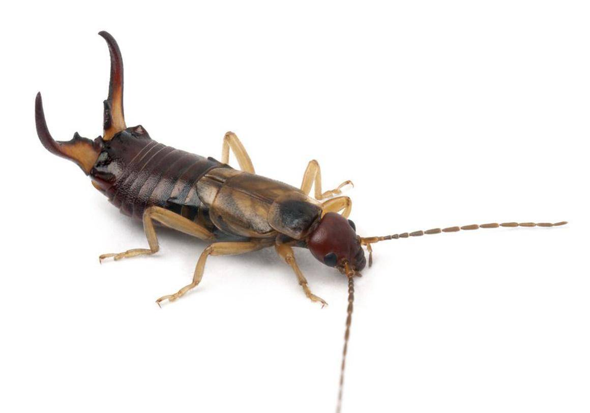 身后长夹子的奇特昆虫,传闻会从人耳爬进脑袋里,然后疯狂繁殖