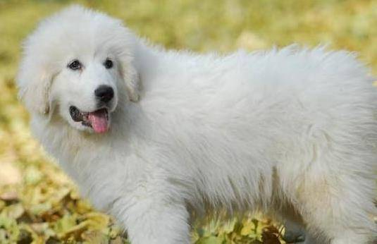 成年的大白熊犬身体健壮 身体抵抗力强 是生命力最旺盛的时期 毛是由