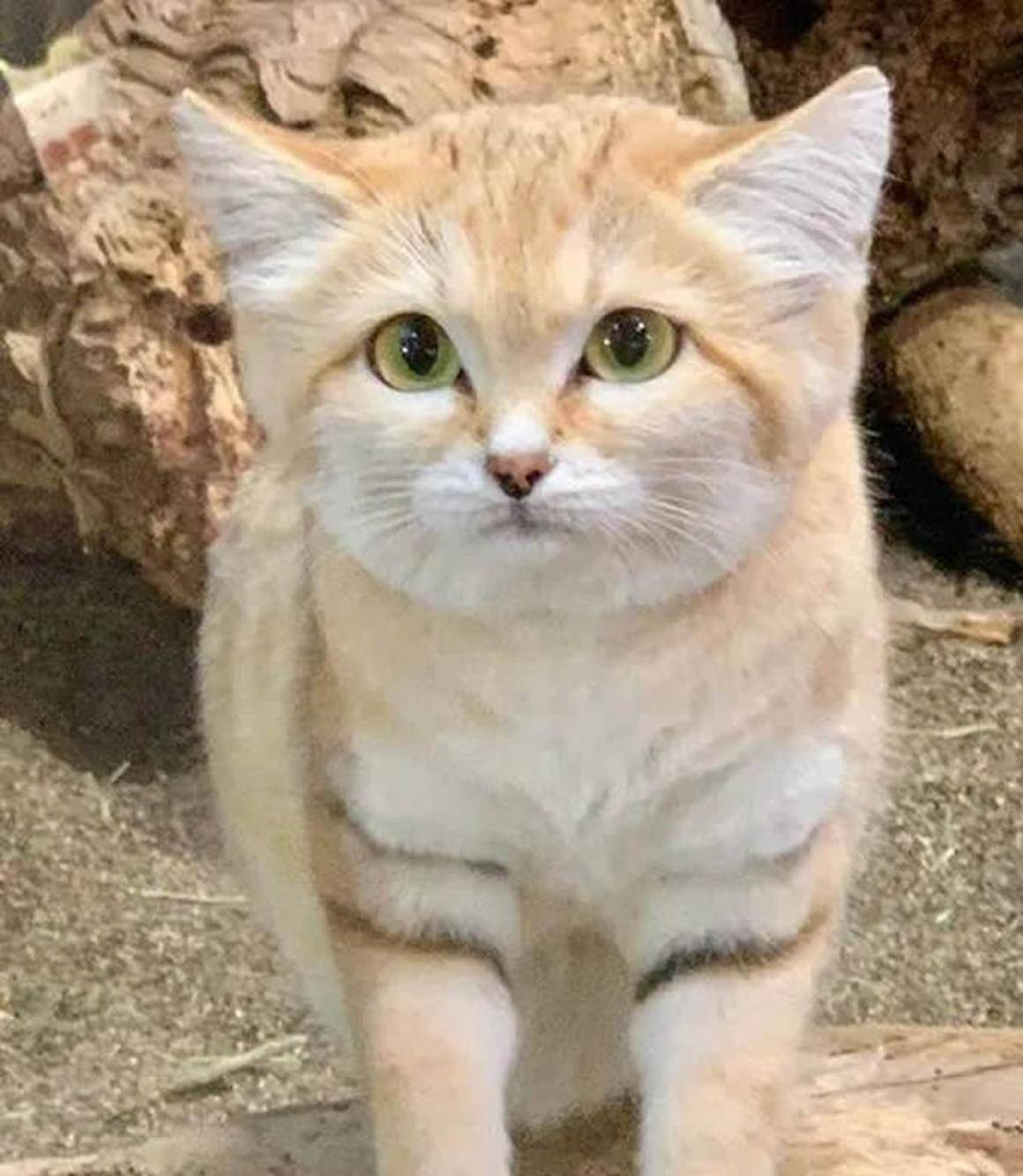 奇闻小个子的荒漠天使沙漠猫外表呆萌却以毒蛇蜥蜴为生