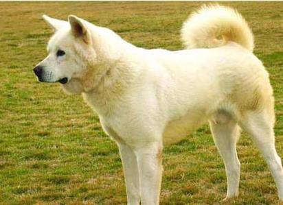 代表日本犬种 体形大 强健 有很好的平衡性 Matagi