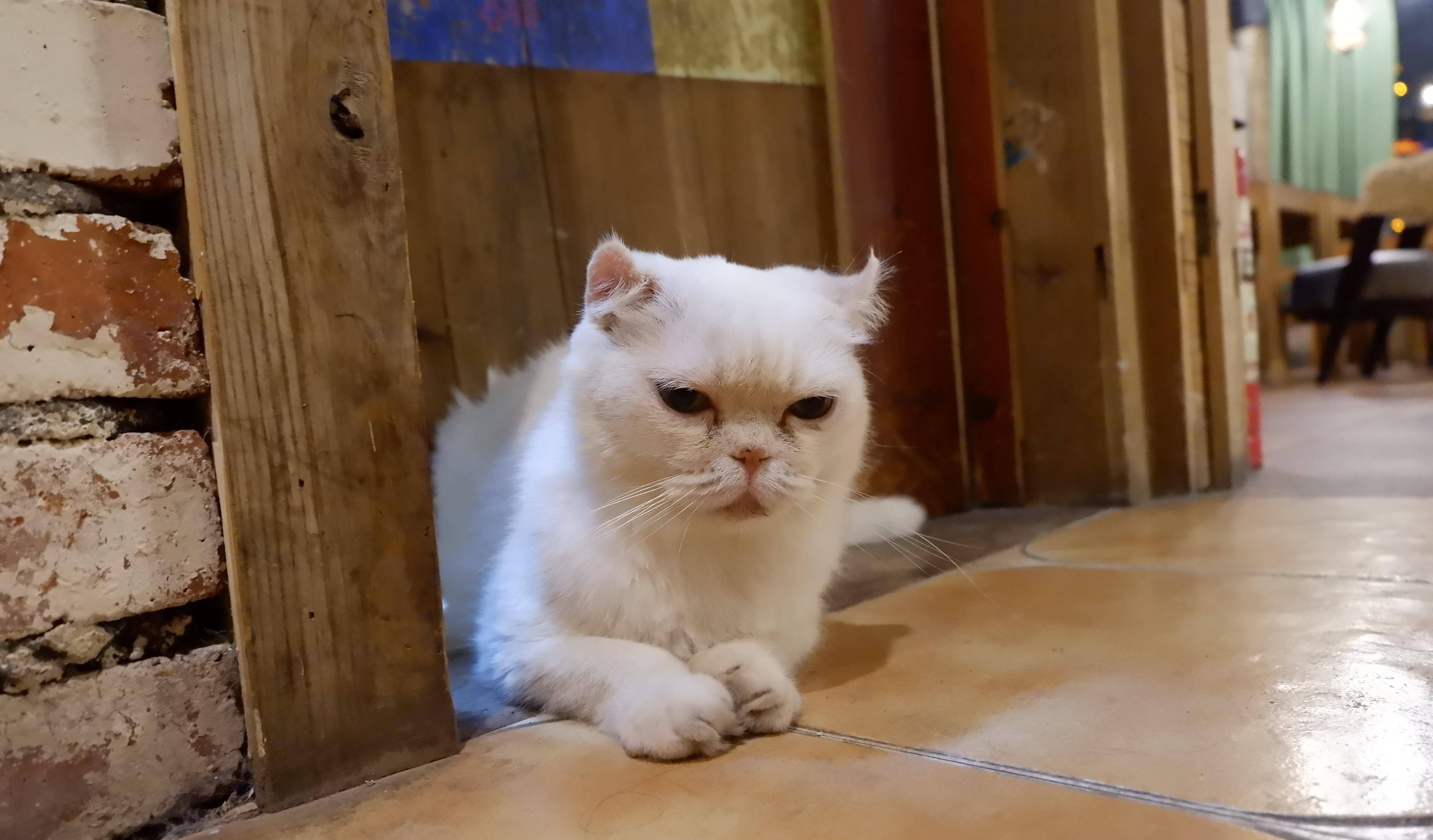 怎么才能让小猫不怕人 c3496aa6e73d4a33900f40002056d34f.jpeg