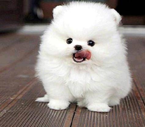 怎么看小狗多大 c4ea2badea6f47a9812686c28702cb49.jpeg