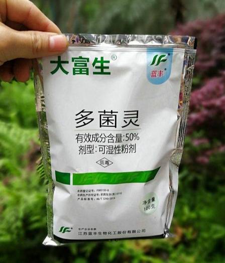 蓝妖月季花黑斑病用什么药有没有月季黑斑病特效药
