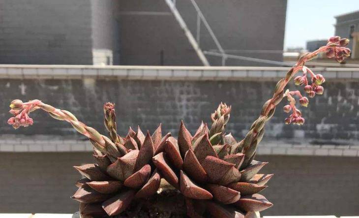 你以为自己养了多年的多肉植物是大和锦?错了,它其实应该叫酒神