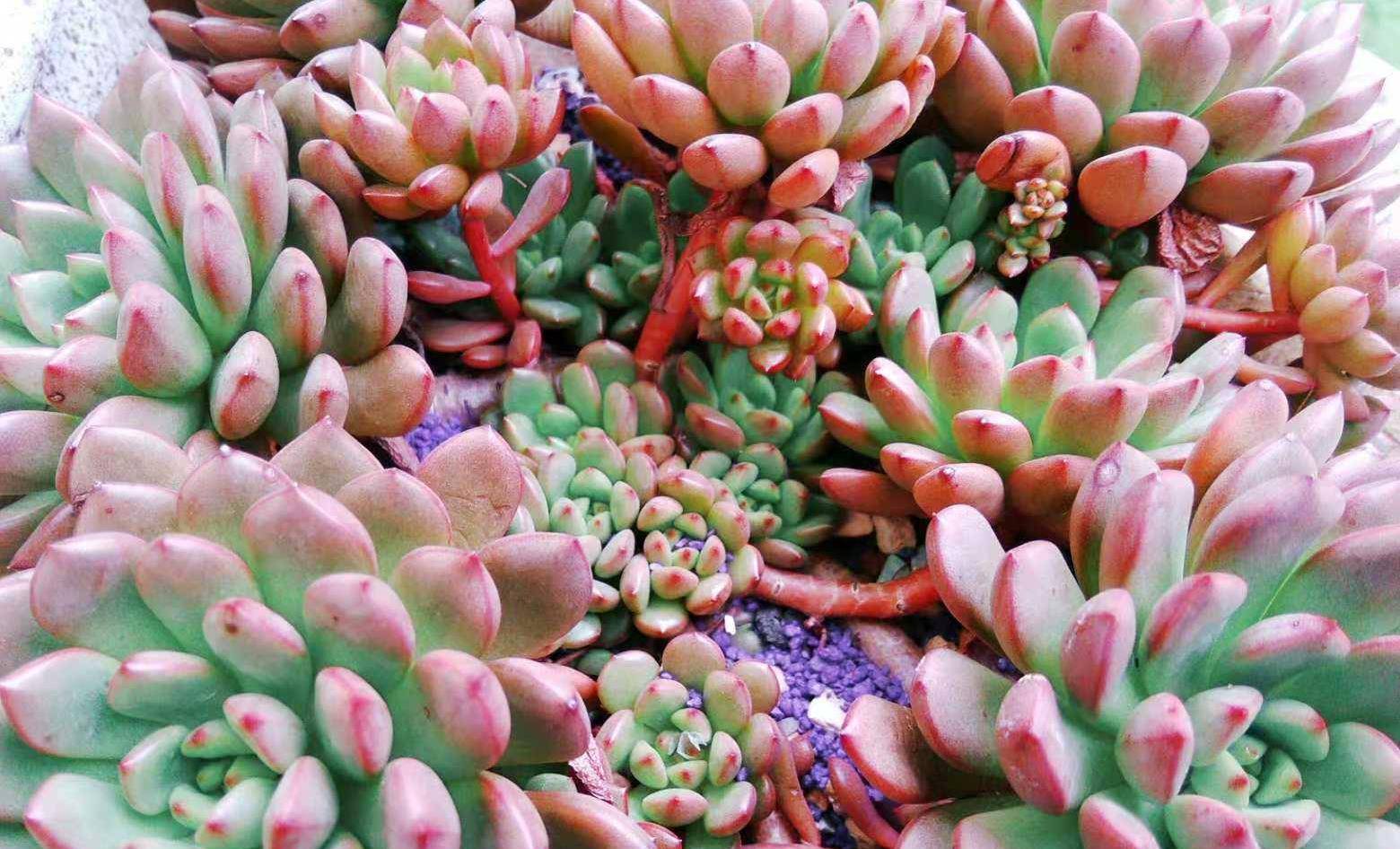 多肉种子长大过程 68b1901debd243df9c1a5204a34bd571.jpeg