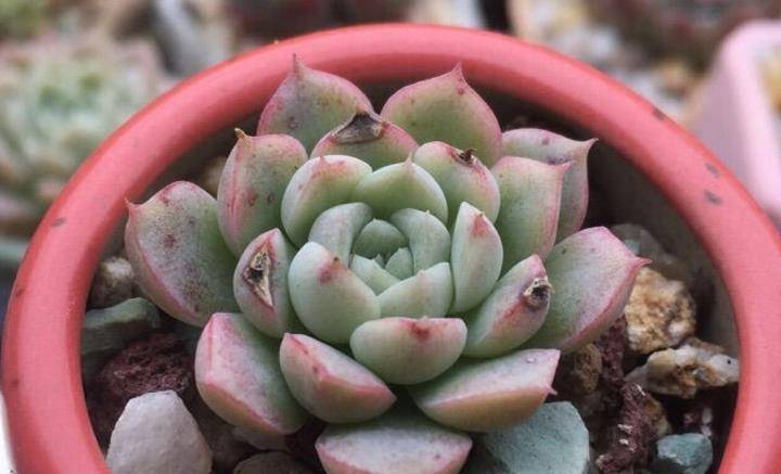 只闻其名,难觅其踪的月影系多肉阿尔巴美妮,你有没有养过?