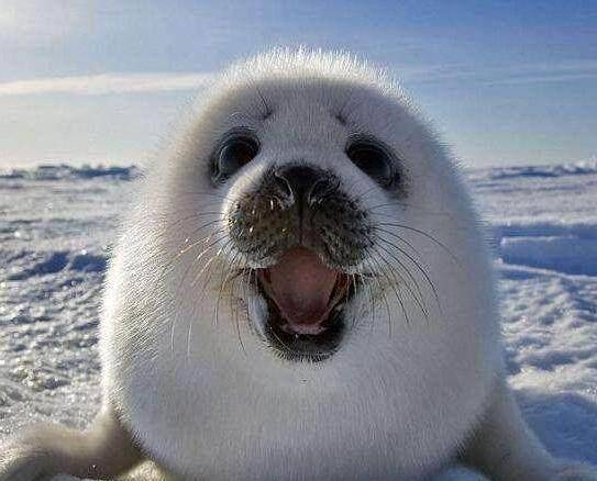 世界上最大的动物海豹 a553a5a0e73041079b225fc37d65d676.jpeg