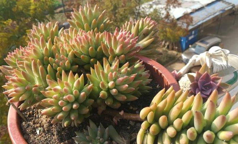 多肉千佛手越长越高有两种原因一种只需换盆另外一种则要砍头