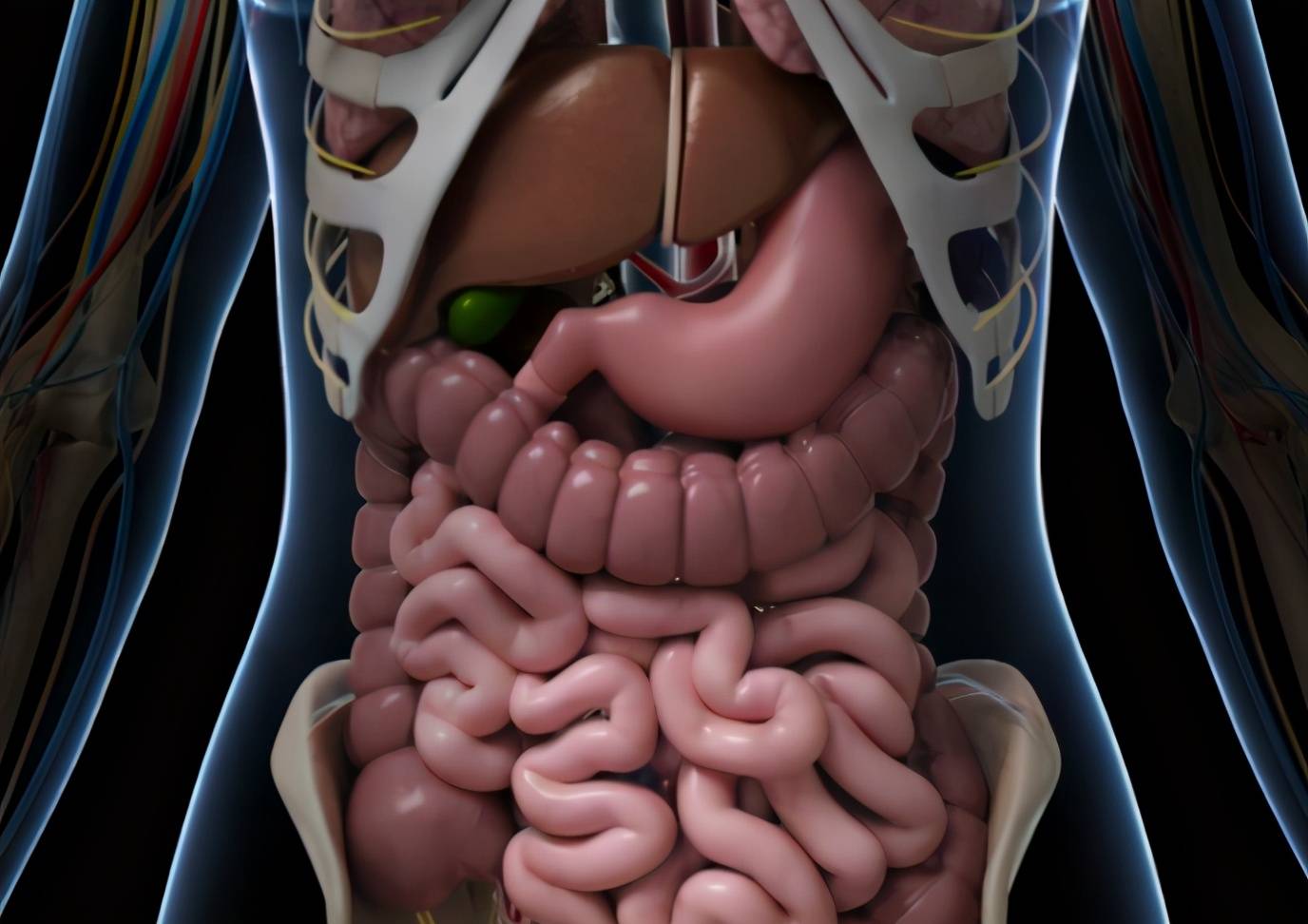 胃角人体图片