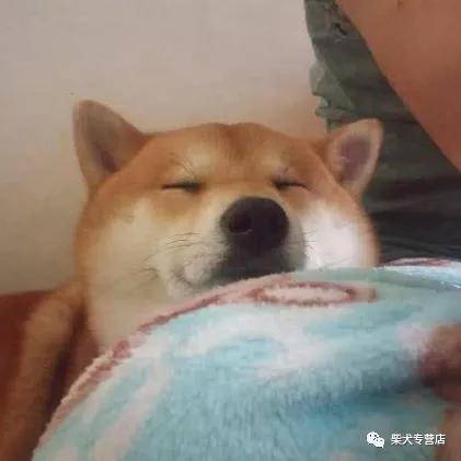 网红柴犬的价格分析 胡麻