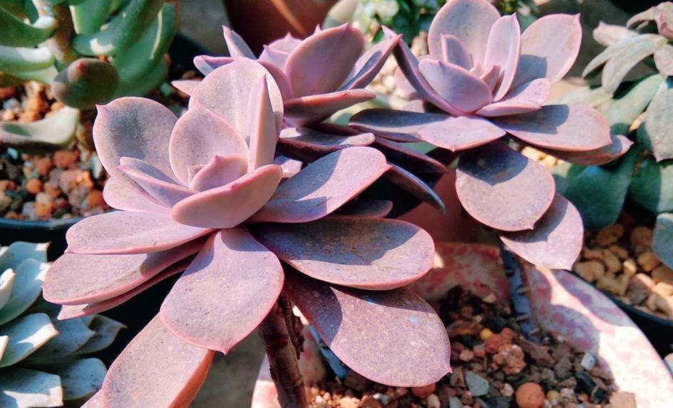 多肉丁香真不是紫珍珠它一年四季基本都不会褪色这是最大特点