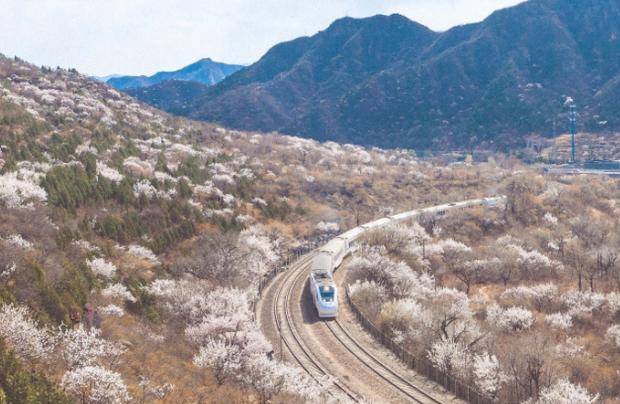 北京最美网红列车,一路穿越白色花海,连老外都为之心动_火车票