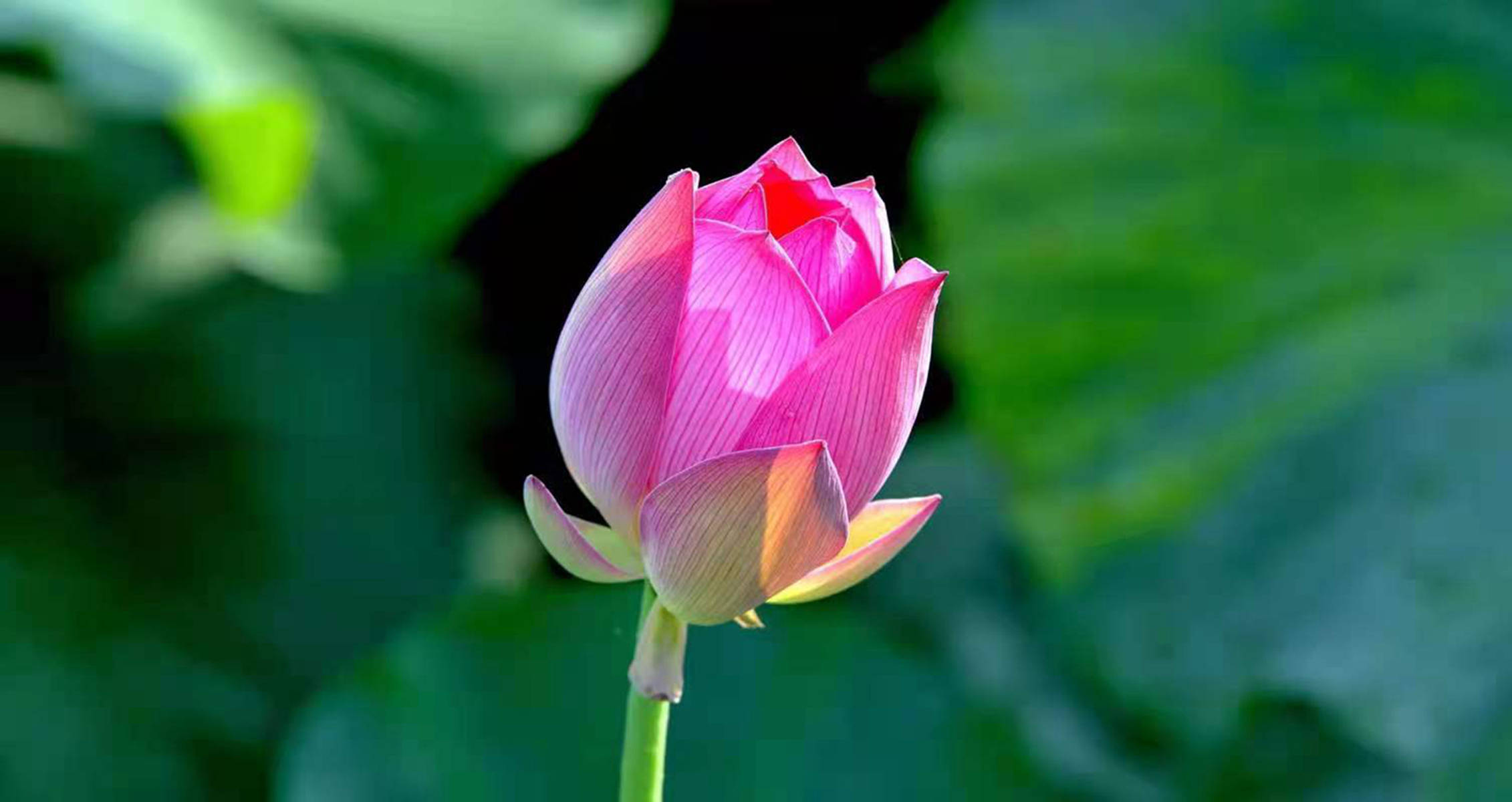 原创广元城夏日荷花盛放,荷香淡淡令人心醉,美不胜收!