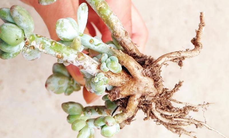 多肉怎么快速晾根 dbd3dd68c9b949848b8334c34e351cbb.jpeg