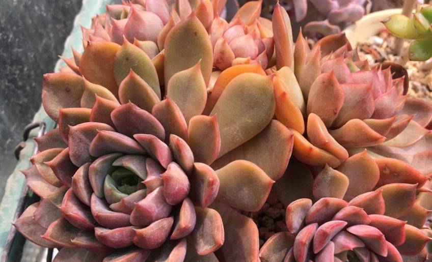 多肉夏梦应该就是玫瑰夫人建议大家慎重入手以免买到重复品种