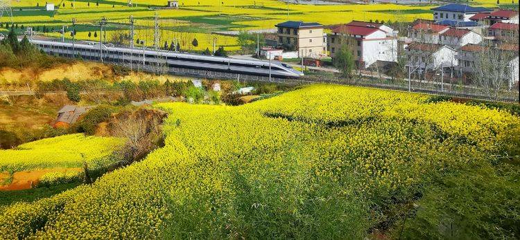 汉中油菜花