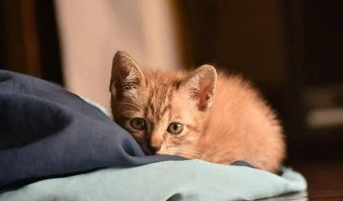 猫咪|萌宠猫咪的图片合集