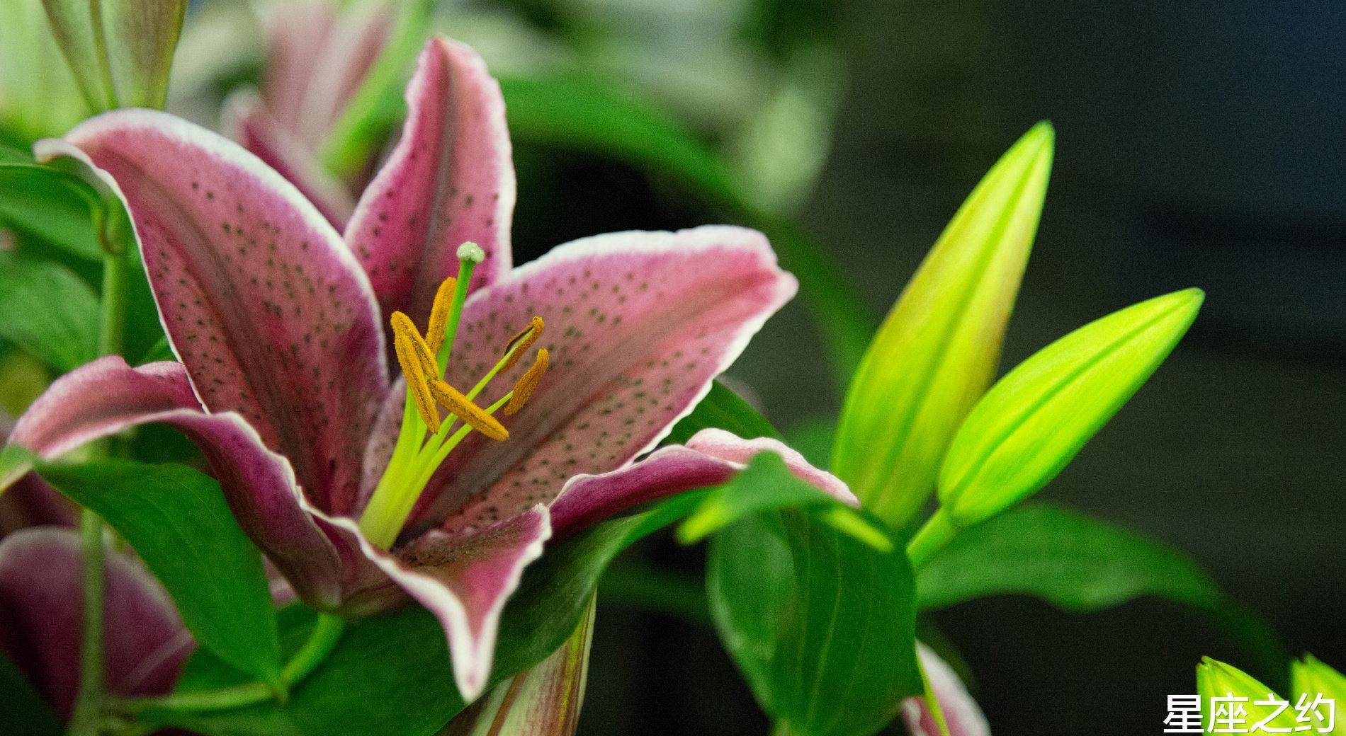 11月1日 10日星座运势 金牛座有条不紊 摩羯座坚持到底 事情