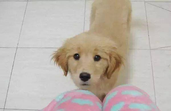 狗狗為什麼喜歡一直跟著主人？這8個原因，讓人有點心酸 萌趣萌寵 第7张