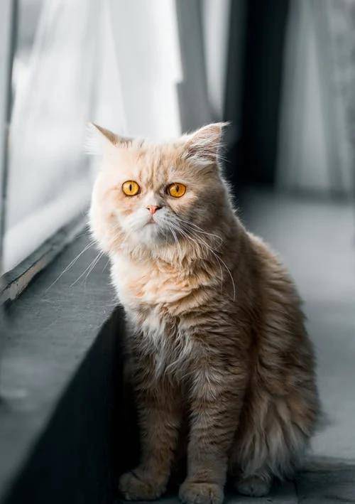 猫咪|萌宠猫咪的图片合集