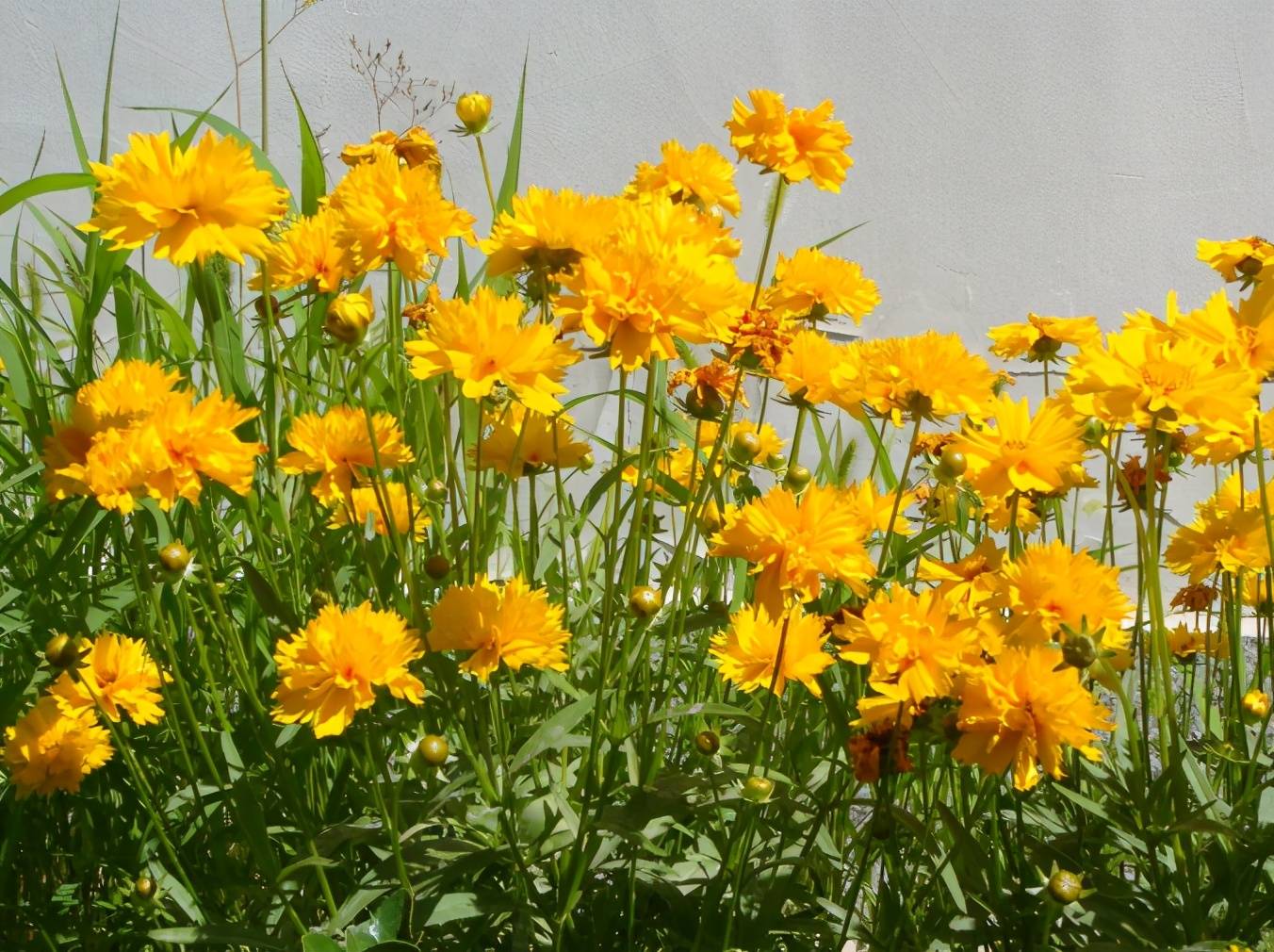 原创掌握住这3要求,新人养好重瓣金光菊其实很简单