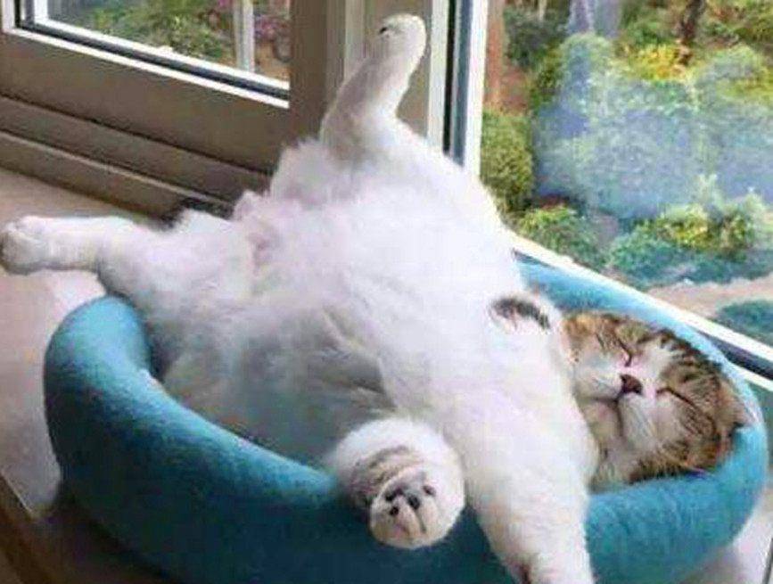猫咪|猫咪的奇怪“睡姿”，笑点十足，第一个最奇葩，最后一个很萌！