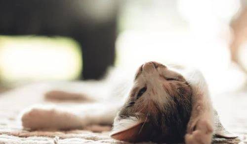 猫咪|萌宠猫咪的图片合集