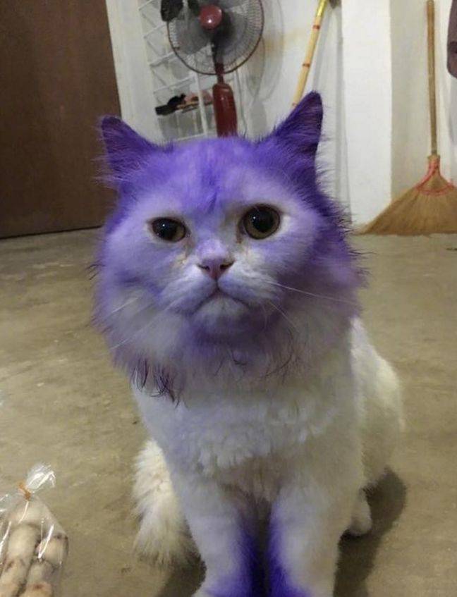 猫咪调皮不小心沾到颜料,白猫咪变成紫猫咪,主人看了哭笑不得!