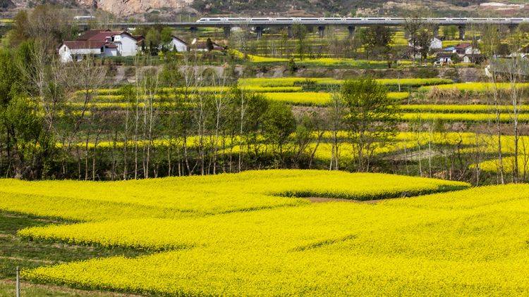 漢中油菜花