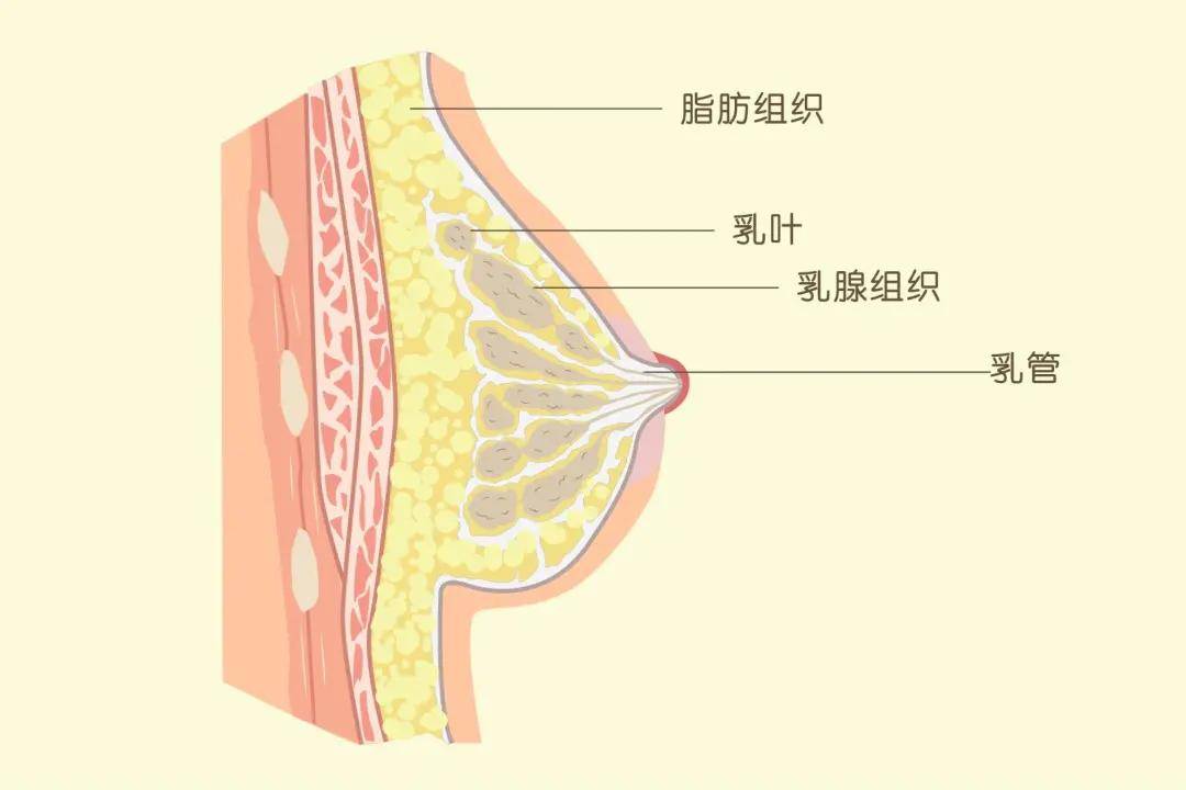 乳腺7点处的位置图图片