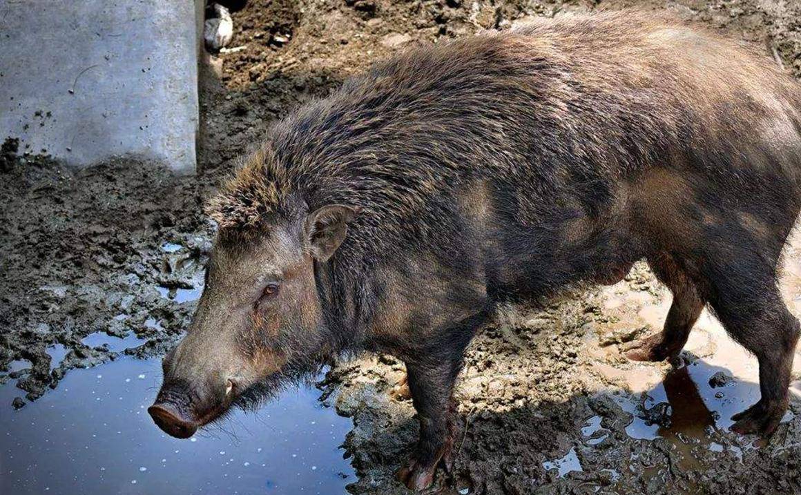 日本福岛变异野猪泛滥,与家猪杂交出新物种,科学家对此作出了哪些警告.