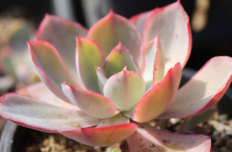 多肉白玫瑰长得极似晚霞,出状态颜值一样的高,而且同样仙气飘飘