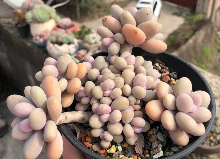 怎么养多肉桃蛋 2c256598d5d8497bbfa23c6dbc9687c5.jpeg