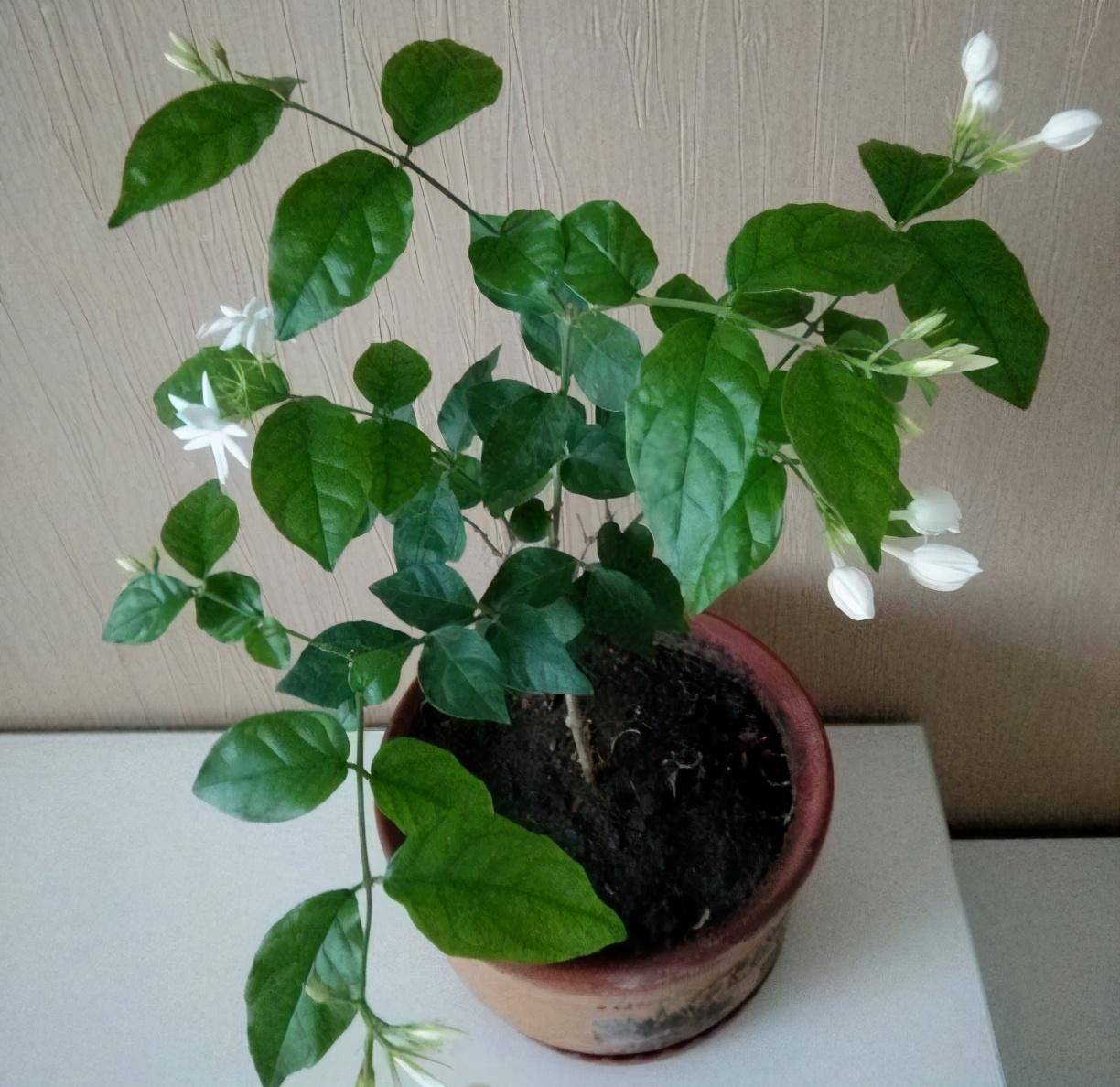 茉莉怎样修剪开花多 ccd6eb7b862c448883013cf85375edb8.jpeg