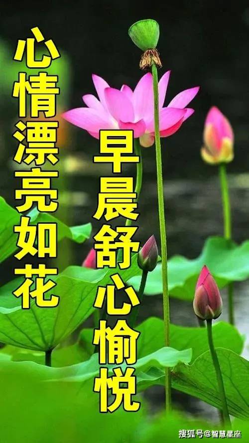 原創8張最新漂亮早上好問候圖片鮮花帶字祝福語夏天早晨好祝大家順心